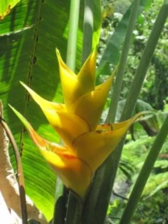 לינה וארוחת בוקר Naguabo Casa Cubuy Ecolodge