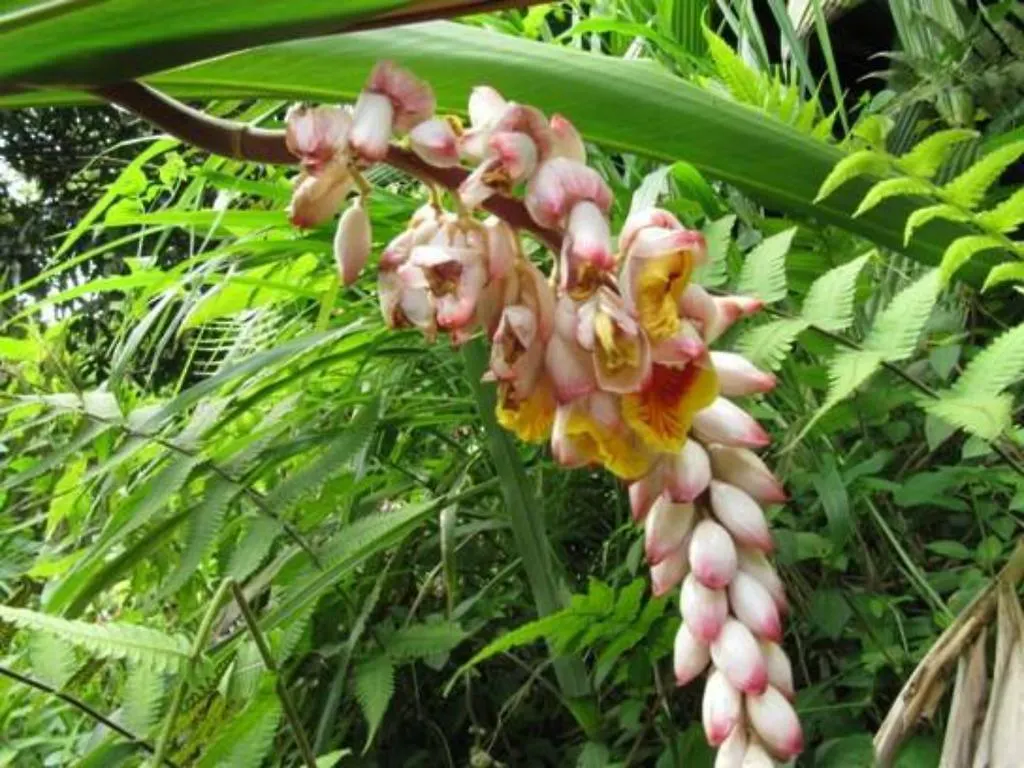 Naguabo Casa Cubuy Ecolodge